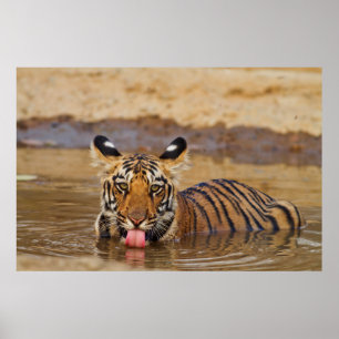 Affiches Jeune tigre du Bengale royal, buvant de l'eau