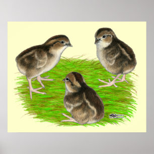 Affiches Jeunes cailles de Bobwhite