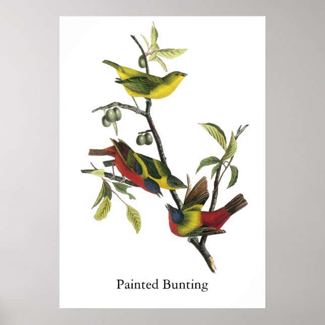 Affiches John Audubon Painted Bunting Print (Devant)