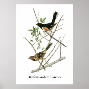 Affiches John Audubon Rufous-a dégrossi Towhee