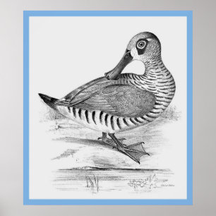 Affiches John Gould's 'Birds Of Australia' ~ The Duck