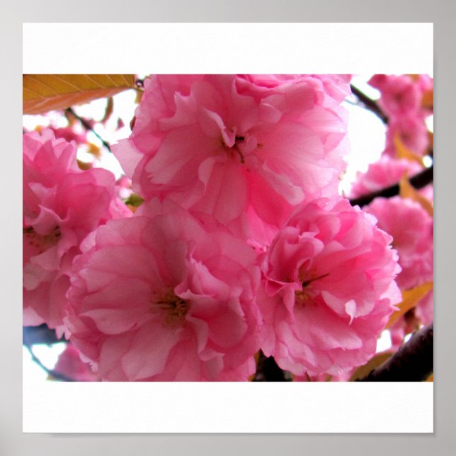 Affiches Joli en rose (Devant)