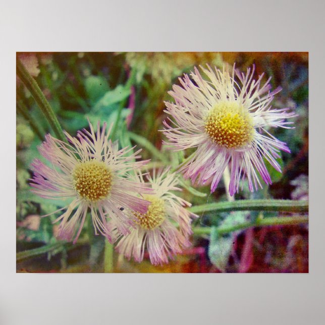 Affiches Joli et rose (Devant)