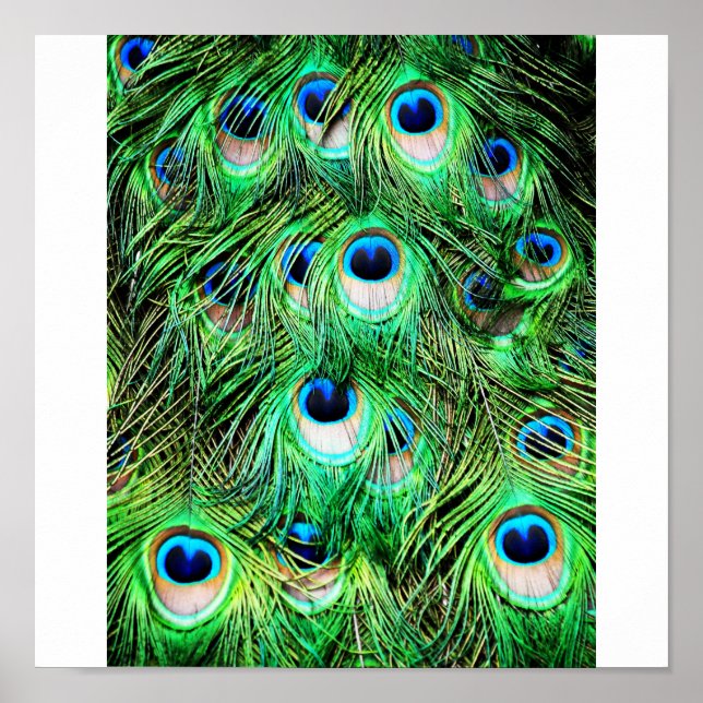 Affiches Joli Peacock (Devant)