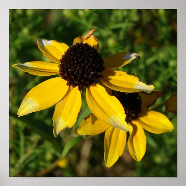 Affiches Joli petit Carré de fleurs jaunes (Devant)