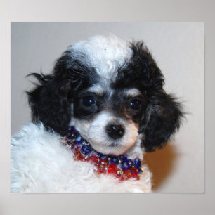 Affiches Joli visage de chiot de caniche de Parti