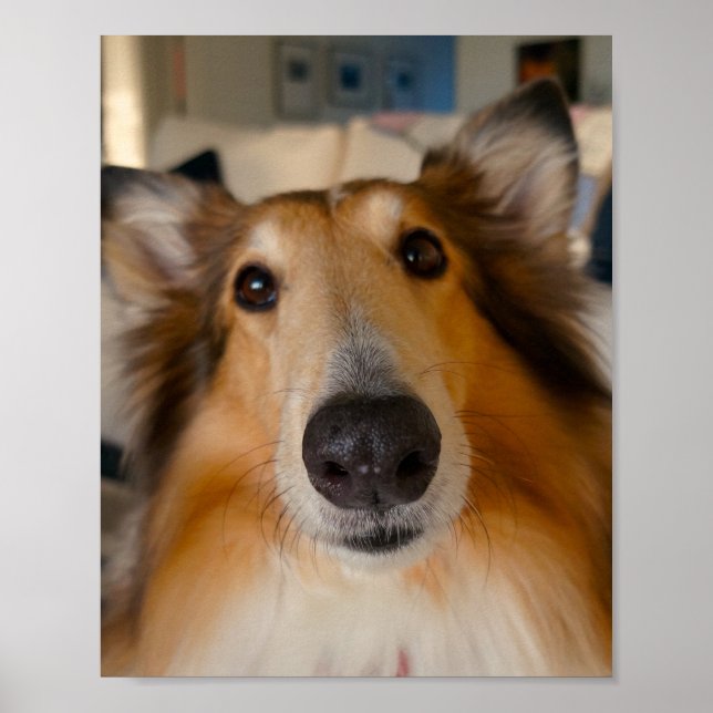 Affiches Jolie collie rugueuse (Devant)
