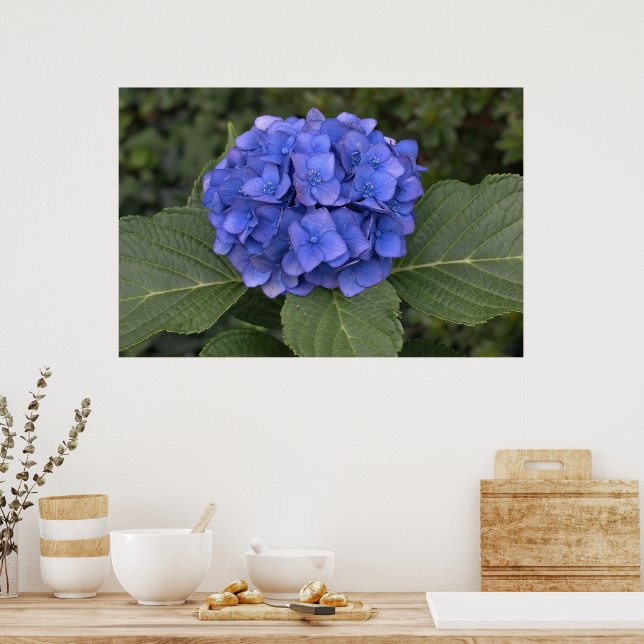 Affiches Jolie Hydrangea Bleue (Cuisine)