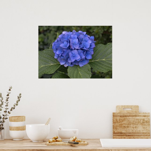 Affiches Jolie Hydrangea Bleue (Cuisine)