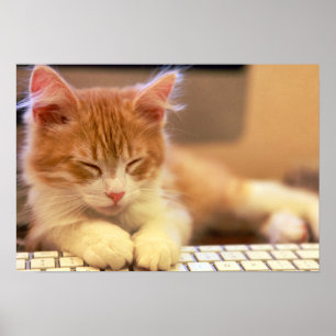 Affiches Jolie Orange Kitten Falls endormi