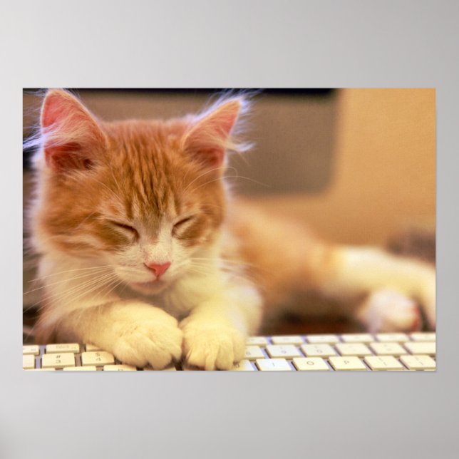 Affiches Jolie Orange Kitten Falls endormi (Devant)