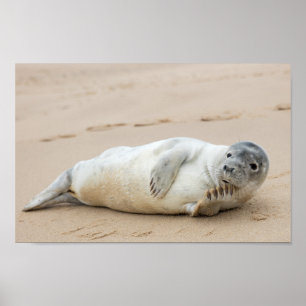 Affiches Jolie Pose de phoque sur une plage