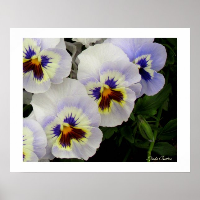 Affiches Jolies domestiques toutes dans une rangée par Lind (Devant)