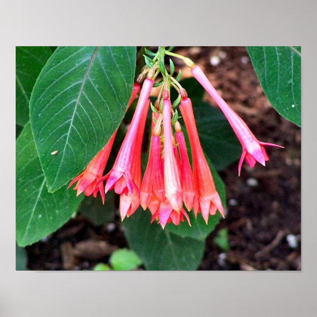 Affiches Jolies Fleurs Roses Gros (Devant)