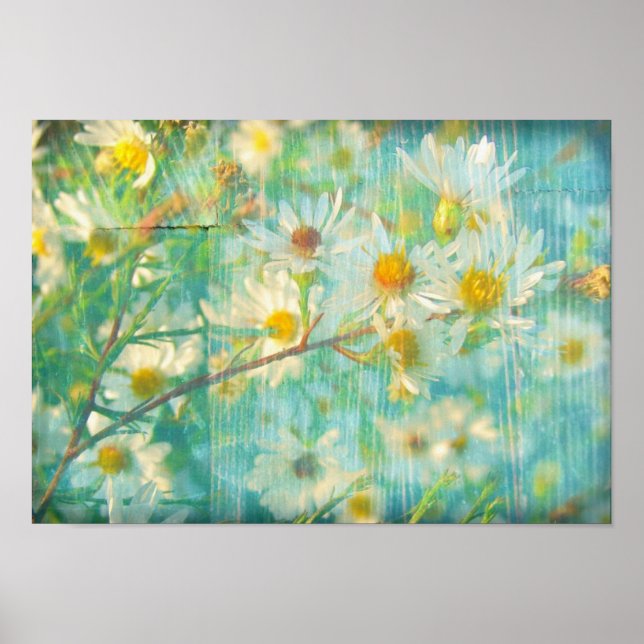 Affiches Jolies marguerites (Devant)