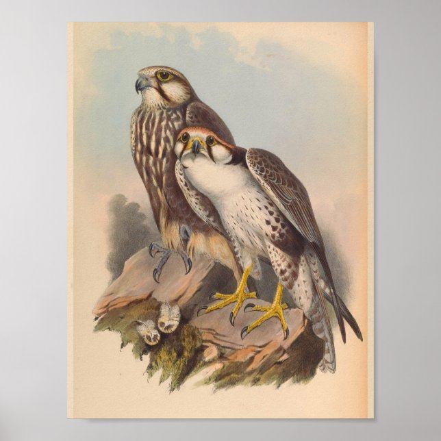 Affiches Jongger Falcon Bird Art Vintage Imprimer (Devant)