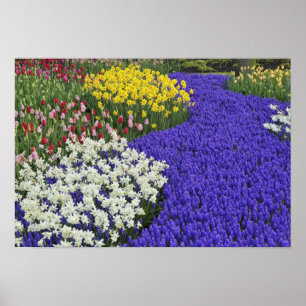 Affiches Jonquilles et muscaris, Keukenhof 2