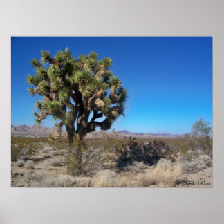 Affiches Joshua Tree désert