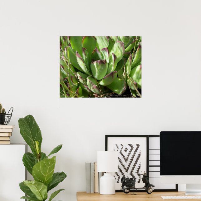 Affiches Joubarbe (Sempervivum) (Bureau à domicile)