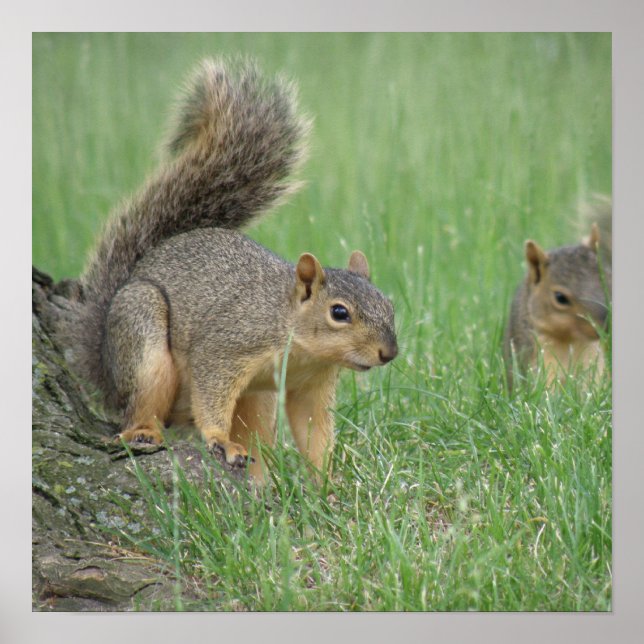 Affiches Jouer des écureuils (Devant)