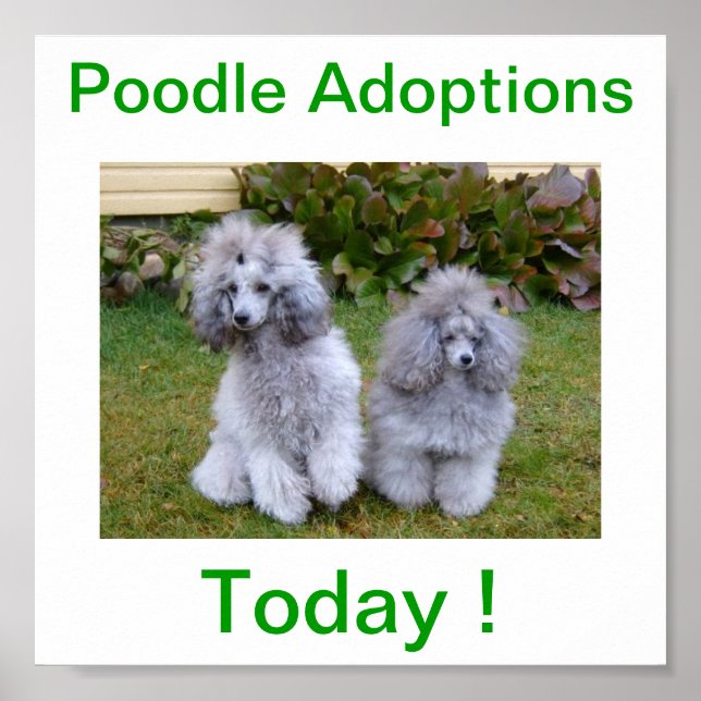 Affiches Jouet Miniature Poodle Adoptions Chien Aujourd'hui (Devant)
