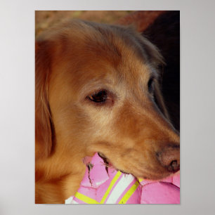 Affiches Jouons au bal