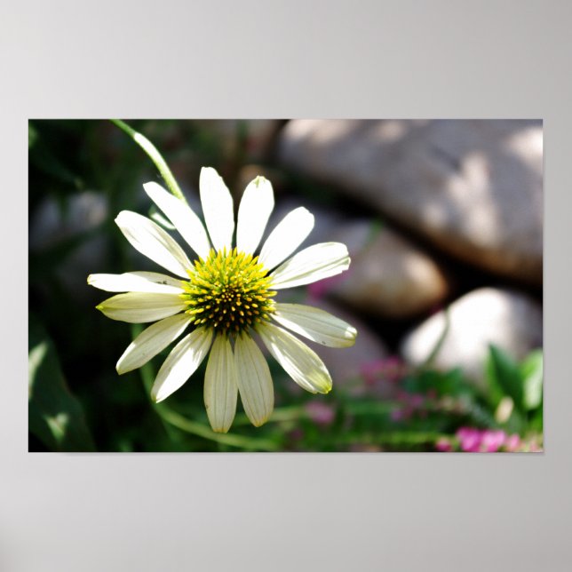 Affiches Jour d'été de la marguerite (Devant)