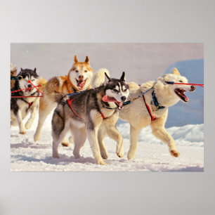 Affiches Joyeux Chiens de traîneau Marcher sur avec des lan