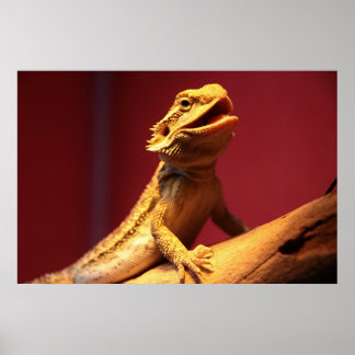 Affiches Joyeux dragon à poils