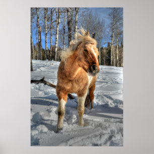 Affiches Joyeux Palomino Pinto Horse et neige