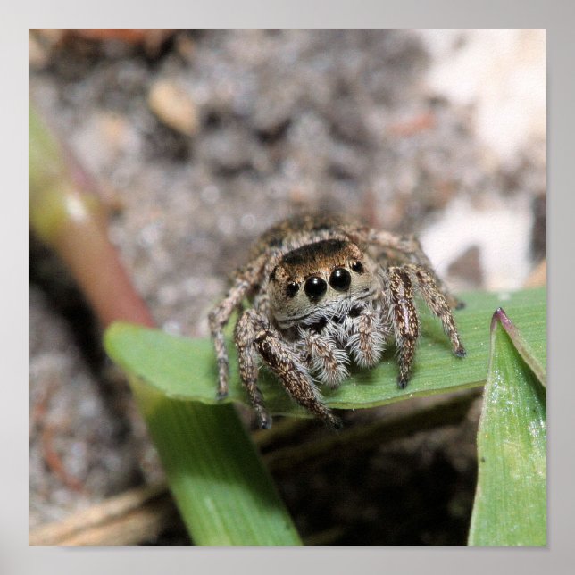 Affiches Jumper (Devant)