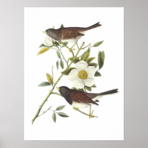 Affiches Junco aux yeux foncés par Audubon