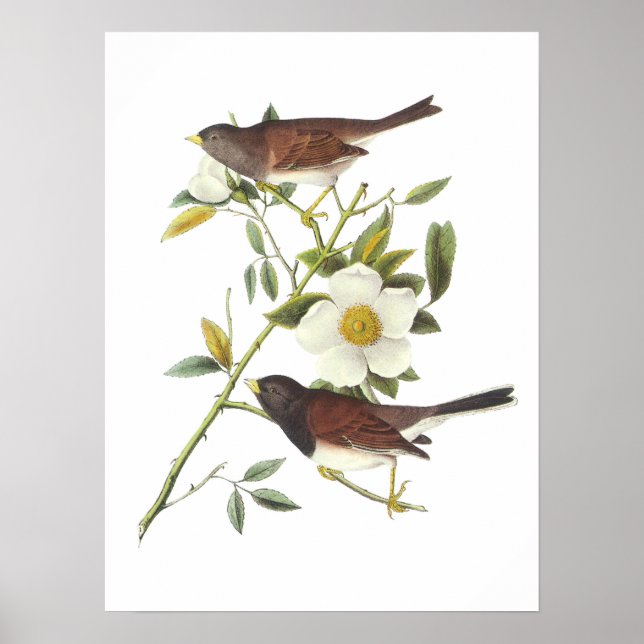 Affiches Junco aux yeux foncés par Audubon (Devant)