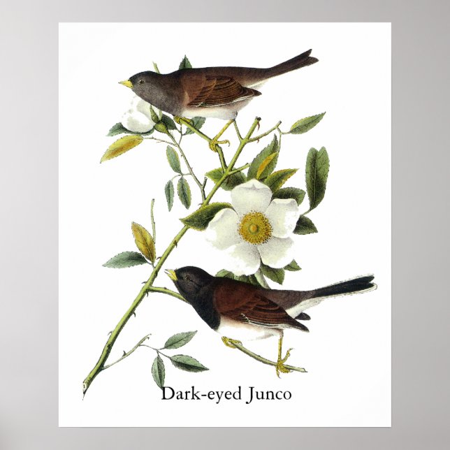 Affiches Junco aux yeux sombres - John James Audubon (Devant)