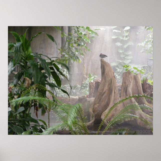 Affiches Jungle Duck (Devant)