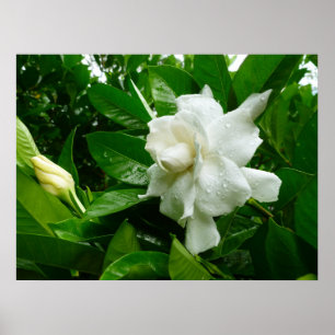 Affiches Jungle Gardenia