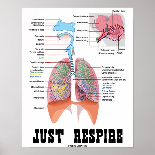 Affiches Juste Respire (Système Respiratoire) (Devant)