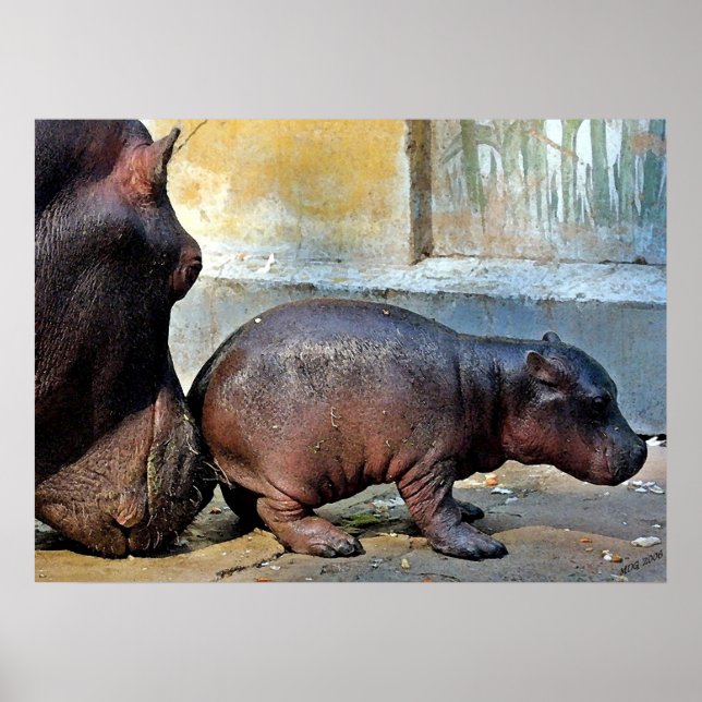 Affiches Juste Un Petit Nudge Hippopotamus Portrait (Devant)