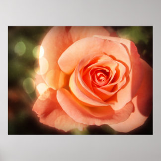 Affiches Juste un rose