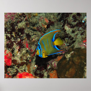 Affiches Juvenile Angelfish