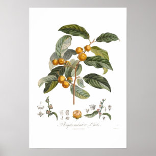 Affiches Kaki