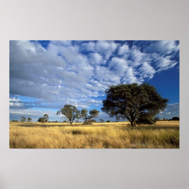 Affiches Kalahari Desert Scene (Devant)
