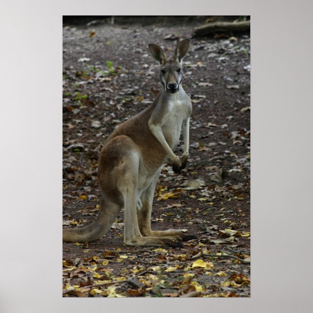 Affiches Kangaroo (Devant)