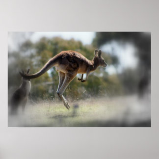 Affiches Kangaroo