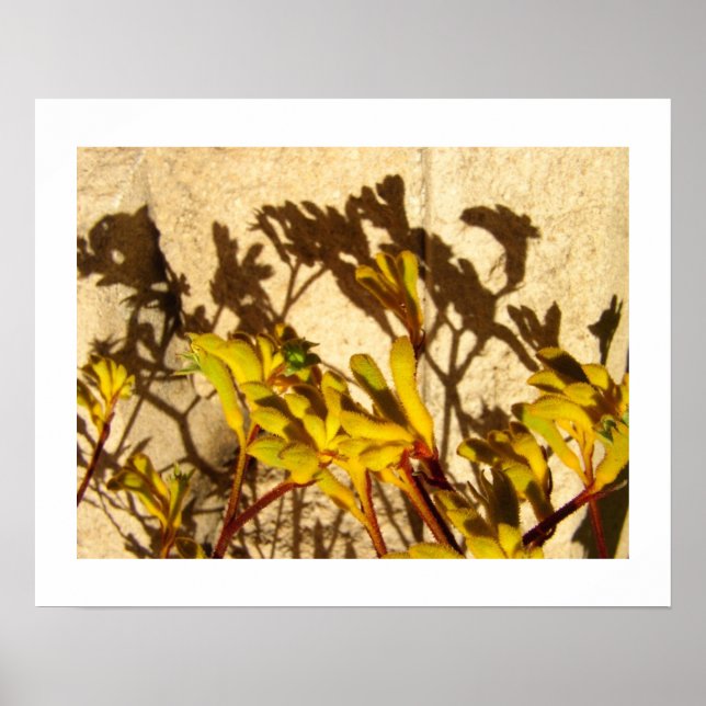 Affiches Kangaroo Paw (Devant)