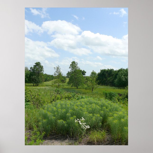 Affiches Kansas Fleurs sauvages et prairies (Devant)