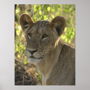 Affiches KENYA Lionne de garde