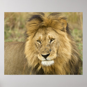 Affiches Kenya, Masaï Mara. Gros plan de lion. Crédit :