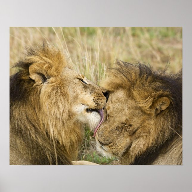 Affiches Kenya, Masaï Mara. Gros plan d'un lion mâle (Devant)
