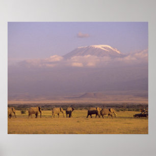 Affiches Kenya : parc national d'Amboseli, Éléphants